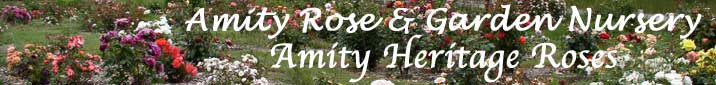 Amity Heritage Roses