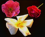 Flower Form photo