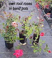 own root roses in band pots