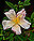 mutabilis